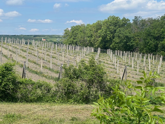 Wineyards