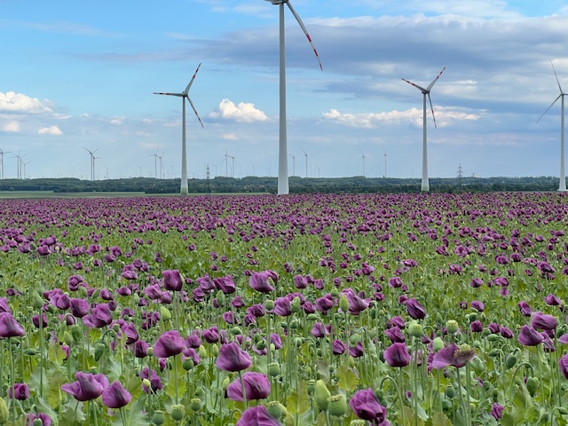 Windmills